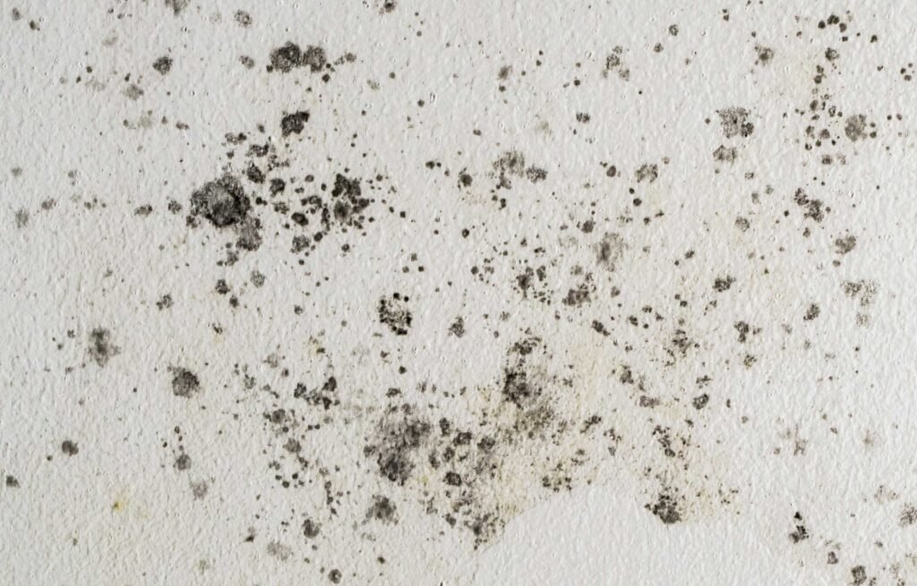 consequences of overlooking waterproofing - Defend Your Dwelling: Unraveling the Consequences of Overlooking Waterproofing Mold and Mildew: Consequences of overlooking waterproofing