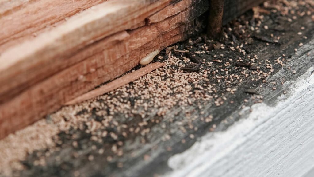 consequences of overlooking waterproofing - Defend Your Dwelling: Unraveling the Consequences of Overlooking Waterproofing Pest Infiltration: Consequences of overlooking waterproofing