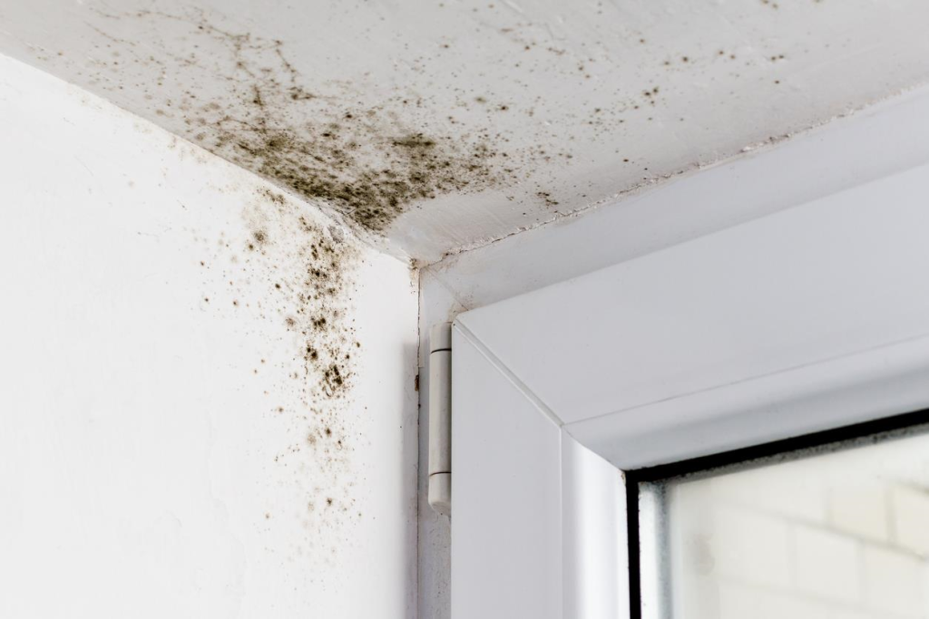 impact of concrete waterproofing - Unraveling the Transformative Impact of Concrete Waterproofing on Your Abode mold and mildew